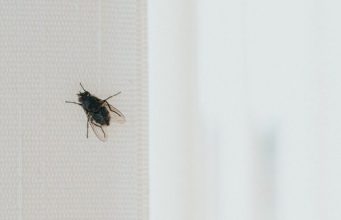Stavite kesu sa vodom na prozor, ubacite jednu stvar koju svi imaju u kući – i više nikada nećete videti muhu Stavite kesu sa vodom na prozor, ubacite jednu stvar koju svi imaju u kući – i više nikada nećete videti muhu - featured image