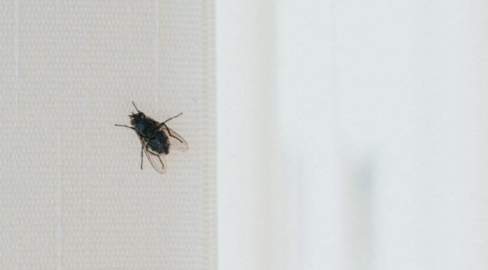 Stavite kesu sa vodom na prozor, ubacite jednu stvar koju svi imaju u kući – i više nikada nećete videti muhu - featured image