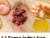 🐶 Samo jedna kap – i buhe, krpelji i grinje nestaju! Najjače prirodno rješenje… 🐶 Samo jedna kap – i buhe, krpelji i grinje nestaju! Najjače prirodno rješenje… - featured image