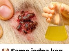 🐶 Samo jedna kap – i buhe, krpelji i grinje nestaju! Najjače prirodno rješenje… 🐶 Samo jedna kap – i buhe, krpelji i grinje nestaju! Najjače prirodno rješenje… - featured image
