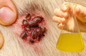 🐶 Samo jedna kap – i buhe, krpelji i grinje nestaju! Najjače prirodno rješenje… 🐶 Samo jedna kap – i buhe, krpelji i grinje nestaju! Najjače prirodno rješenje… - featured image
