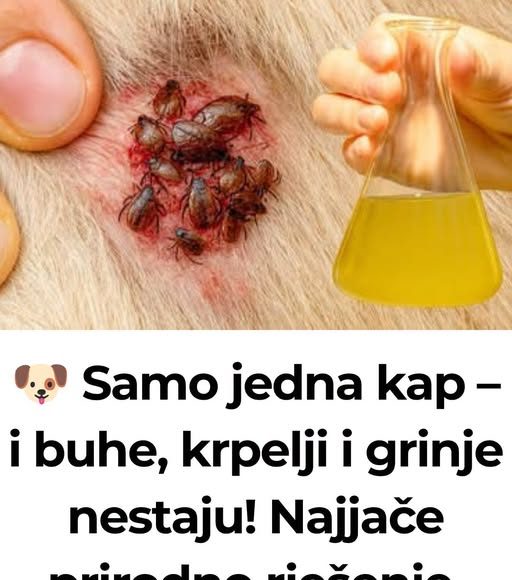 🐶 Samo jedna kap – i buhe, krpelji i grinje nestaju! Najjače prirodno rješenje… - featured image