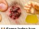 🐶 Samo jedna kap – i buhe, krpelji i grinje nestaju! Najjače prirodno rješenje… 🐶 Samo jedna kap – i buhe, krpelji i grinje nestaju! Najjače prirodno rješenje… - featured image