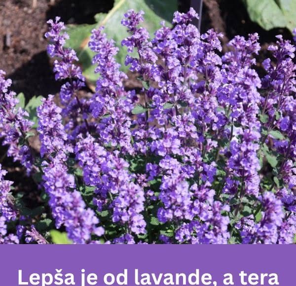 Ljepša od lavande, a komarci i krpelji je ne podnose: Ova biljka je spas za svako dvorište - featured image Ljepša od lavande, a komarci i krpelji je ne podnose: Ova biljka je spas za svako dvorište - featured image