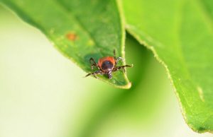 BIO sam glup što nisam znao da samo 1 kap OVOGA odmah tjera komarce, miševe, mrave, moljce! (FOTO) BIO sam glup što nisam znao da samo 1 kap OVOGA odmah tjera komarce, miševe, mrave, moljce! (FOTO) - featured image