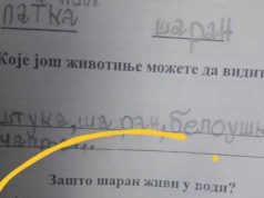 Na pitanje “zašto šaran živi u vodi” đak prvak dao URNEBESAN ODGOVOR: Kad malo bolje razmislite, zapravo je GENIJALAN Na pitanje “zašto šaran živi u vodi” đak prvak dao URNEBESAN ODGOVOR: Kad malo bolje razmislite, zapravo je GENIJALAN - featured image