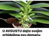 U AVGUSTU dajte svojim orhidejima ovu domaću hranu: ČAK i slabe biljke će oživjeti i obilno cvjetati U AVGUSTU dajte svojim orhidejima ovu domaću hranu: ČAK i slabe biljke će oživjeti i obilno cvjetati - featured image