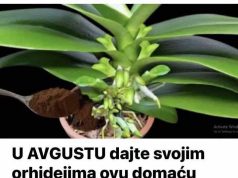 U AVGUSTU dajte svojim orhidejima ovu domaću hranu: ČAK i slabe biljke će oživjeti i obilno cvjetati U AVGUSTU dajte svojim orhidejima ovu domaću hranu: ČAK i slabe biljke će oživjeti i obilno cvjetati - featured image