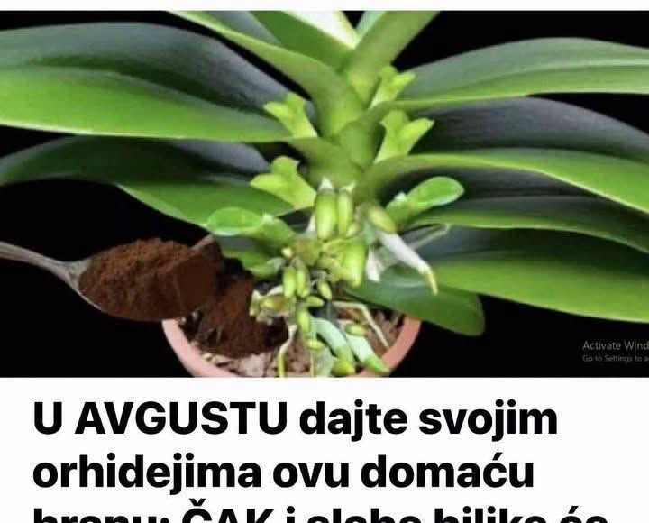 U AVGUSTU dajte svojim orhidejima ovu domaću hranu: ČAK i slabe biljke će oživjeti i obilno cvjetati - featured image