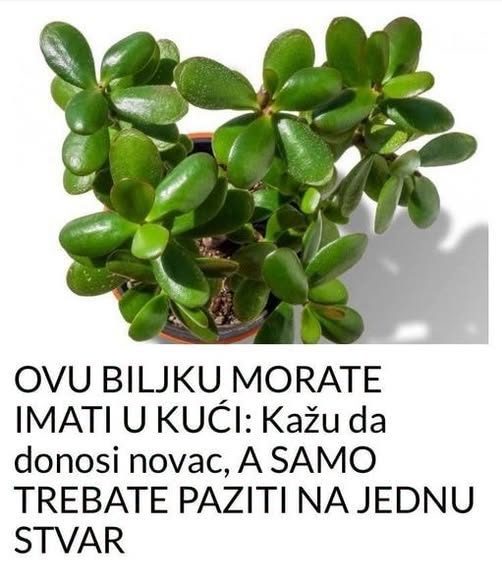 OVU BILJKU MORATE IMATI U KUĆI: Kažu da donosi novac, A SAMO TREBATE PAZITI NA JEDNU STVAR - featured image