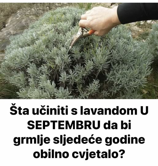 Šta učiniti s lavandom U SEPTEMBRU da bi grmlje sljedeće godine obilno cvjetalo? - featured image