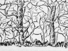 Prva životinja koju vidite na ilustraciji otkriće vam apsolutno sve o vašoj ličnosti i to bez greške Prva životinja koju vidite na ilustraciji otkriće vam apsolutno sve o vašoj ličnosti i to bez greške - featured image