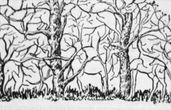 Prva životinja koju vidite na ilustraciji otkriće vam apsolutno sve o vašoj ličnosti i to bez greške Prva životinja koju vidite na ilustraciji otkriće vam apsolutno sve o vašoj ličnosti i to bez greške - featured image
