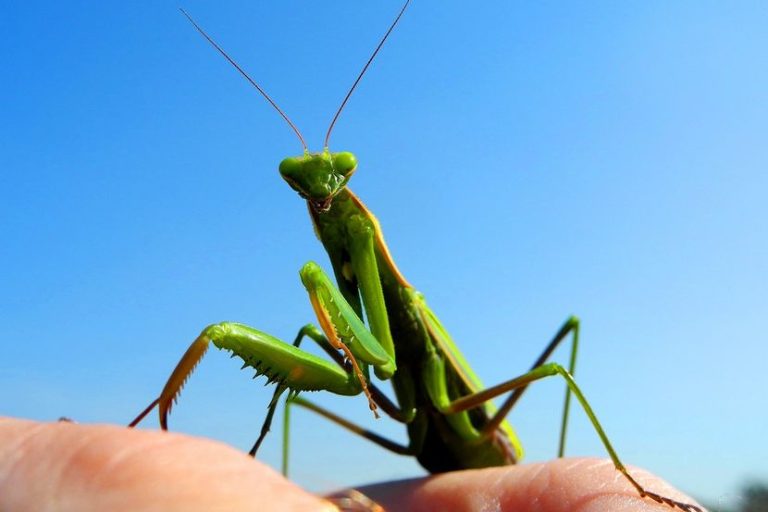 Kada BOGOMOLJKA uđe u vašu kuću, to znači SAMO JEDNO: Njeno prisustvo nosi važnu poruku, evo i koju - featured image Kada BOGOMOLJKA uđe u vašu kuću, to znači SAMO JEDNO: Njeno prisustvo nosi važnu poruku, evo i koju - featured image
