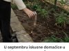 U septembru iskusne domaćice u bašti posipaju TRI KAŠIKE OVOG ZAČINA i tako znaju da će im zemlja ostati zdrava tokom zime U septembru iskusne domaćice u bašti posipaju TRI KAŠIKE OVOG ZAČINA i tako znaju da će im zemlja ostati zdrava tokom zime - featured image