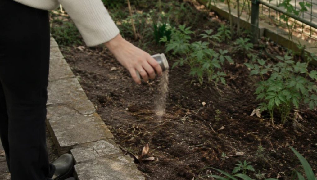 U septembru iskusne domaćice u bašti posipaju TRI KAŠIKE OVOG ZAČINA i tako znaju da će im zemlja ostati zdrava tokom zime - featured image U septembru iskusne domaćice u bašti posipaju TRI KAŠIKE OVOG ZAČINA i tako znaju da će im zemlja ostati zdrava tokom zime - featured image