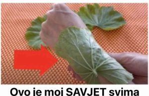 Ovo je moj SAVJET svima koji pate od ZGLOBOVA, akni i bolova u ušima: Morate probati šta ovi zeleni listovi mogu učiniti! Ovo je moj SAVJET svima koji pate od ZGLOBOVA, akni i bolova u ušima: Morate probati šta ovi zeleni listovi mogu učiniti! - featured image