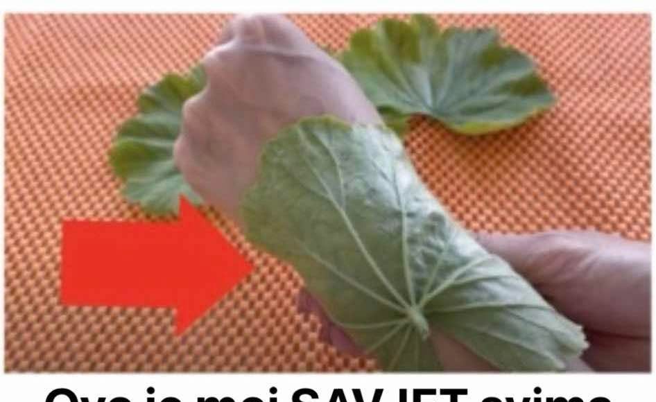 Ovo je moj SAVJET svima koji pate od ZGLOBOVA, akni i bolova u ušima: Morate probati šta ovi zeleni listovi mogu učiniti! - featured image