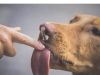 ZNATE LI ŠTA ZNAČI AKO VAM PAS LIŽE RUKU: Nije ljubav, evo šta želi da vam poruči ZNATE LI ŠTA ZNAČI AKO VAM PAS LIŽE RUKU: Nije ljubav, evo šta želi da vam poruči - featured image