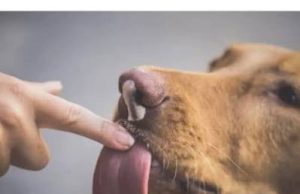 ZNATE LI ŠTA ZNAČI AKO VAM PAS LIŽE RUKU: Nije ljubav, evo šta želi da vam poruči ZNATE LI ŠTA ZNAČI AKO VAM PAS LIŽE RUKU: Nije ljubav, evo šta želi da vam poruči - featured image