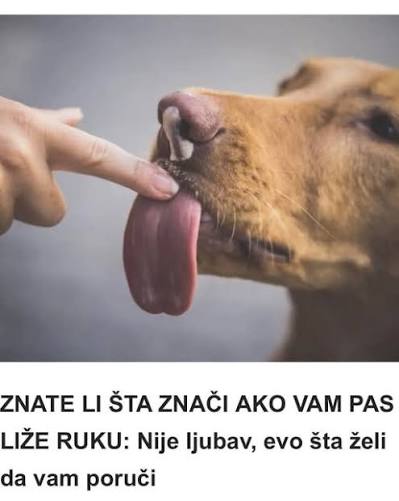 ZNATE LI ŠTA ZNAČI AKO VAM PAS LIŽE RUKU: Nije ljubav, evo šta želi da vam poruči - featured image