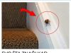 EVO ŠTA ZNAČI KAD SMRDIBUBA UĐE U KUĆU – NIPOŠTO JE NE UNIŠTAVAJTE EVO ŠTA ZNAČI KAD SMRDIBUBA UĐE U KUĆU – NIPOŠTO JE NE UNIŠTAVAJTE - featured image