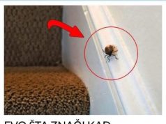 EVO ŠTA ZNAČI KAD SMRDIBUBA UĐE U KUĆU – NIPOŠTO JE NE UNIŠTAVAJTE EVO ŠTA ZNAČI KAD SMRDIBUBA UĐE U KUĆU – NIPOŠTO JE NE UNIŠTAVAJTE - featured image