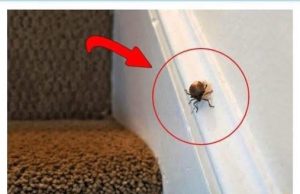 EVO ŠTA ZNAČI KAD SMRDIBUBA UĐE U KUĆU – NIPOŠTO JE NE UNIŠTAVAJTE EVO ŠTA ZNAČI KAD SMRDIBUBA UĐE U KUĆU – NIPOŠTO JE NE UNIŠTAVAJTE - featured image