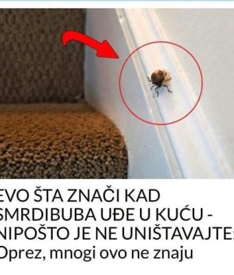EVO ŠTA ZNAČI KAD SMRDIBUBA UĐE U KUĆU – NIPOŠTO JE NE UNIŠTAVAJTE EVO ŠTA ZNAČI KAD SMRDIBUBA UĐE U KUĆU – NIPOŠTO JE NE UNIŠTAVAJTE - featured image