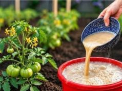 100 puta bolje 0d stajnjaka! Jesensko gnojivo za dvostruko veći urod rajčice 100 puta bolje 0d stajnjaka! Jesensko gnojivo za dvostruko veći urod rajčice - featured image