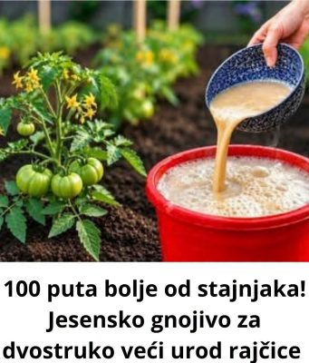 100 puta bolje 0d stajnjaka! Jesensko gnojivo za dvostruko veći urod rajčice 100 puta bolje 0d stajnjaka! Jesensko gnojivo za dvostruko veći urod rajčice - featured image