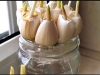 VIŠE NE KUPUJEM BIJELI LUK U RADNJI: Moj zet mi je pokazao kako da ga uzgajam u velikim količinama! VIŠE NE KUPUJEM BIJELI LUK U RADNJI: Moj zet mi je pokazao kako da ga uzgajam u velikim količinama! - featured image