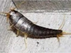 Buba, koja se često smatra bezopasnom kada se uoči u kući, krije surovu stvarnost Buba, koja se često smatra bezopasnom kada se uoči u kući, krije surovu stvarnost - featured image