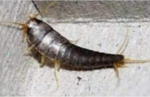 Buba, koja se često smatra bezopasnom kada se uoči u kući, krije surovu stvarnost Buba, koja se često smatra bezopasnom kada se uoči u kući, krije surovu stvarnost - featured image