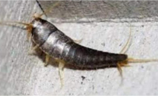 Buba, koja se često smatra bezopasnom kada se uoči u kući, krije surovu stvarnost - featured image